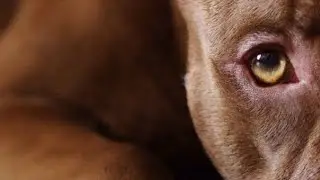 Não abandone seu cão!