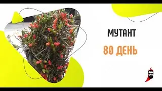 Острый перец Мутант на 80 день