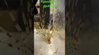 Крылатка дьявол Черноволосая в "Калипсо Аква"