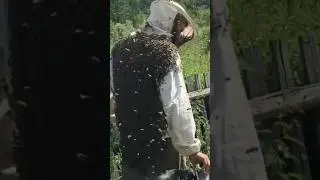 Кому жилетку из пчёл? Ловим сбежавший пчелиный рой. Заказать мёд: http://mishkinskymed.ru/  #shorts