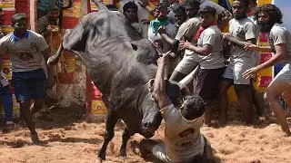 बेकाबू  सांड  Uncontrol Bull Fight