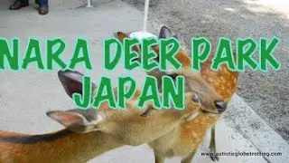 Japan's Nara deer park  best day trip!