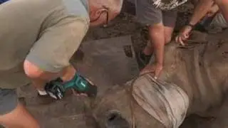 Tanduk Badak Dipotong, Cegah Pemburu