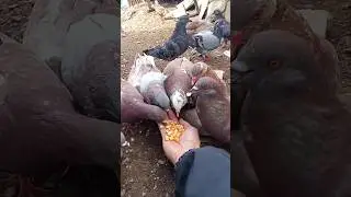 ngasi makan merpati