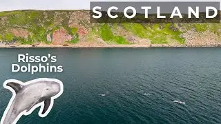 Risso's Dolphins | Caithness, Scotland