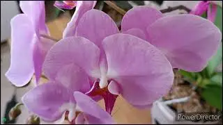 Цветение орхидей в сентябре 🌺10. 09.2024г.