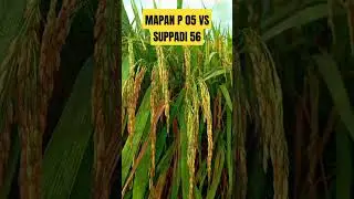 Padi Mapan P 05 vs Suppadi 56 di tanah kering || hibrida