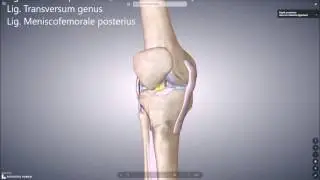 Knie komplett