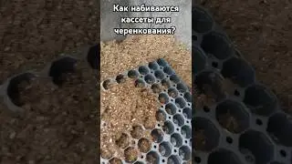 Как наполнить кассеты для черенкования? 