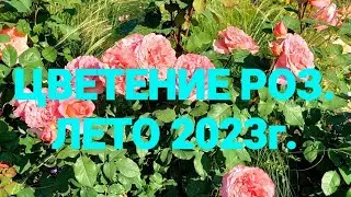 11 августа 2023 г.