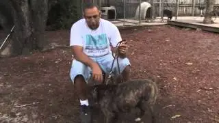 How to Make a Dog Stop Biting
