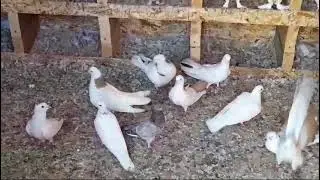 Голуби  Андрея город Уфа.