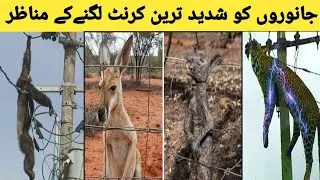 Electric Shocks Are Not Merciful To Animals