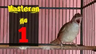 Masteran KAPAS TEMBAK speed rapet