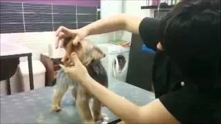 Corte de cara yorkshire nervioso