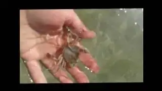 Жители моря. Крабы Медузы