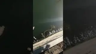 DENİZDE YILAN 🙂