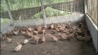 berternak cerdas