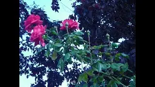 PARA TI MAMA **MIS CUATRO ROSAS
