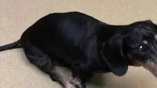 Paralyzed Dachshund BingoWalks