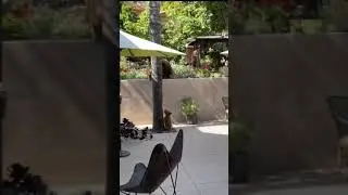 Bear Family In The Garden tiktok michaelbesoli