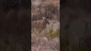 Deer Lung shot (animal hunting #89)