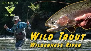 WILD TROUT/  WILDERNESS RIVER - Fly fishing New Zealand.