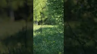 Свежесть в тени деревьев, шум листвы, теплые лучи солнца и такие же солнечные одуванчики в траве