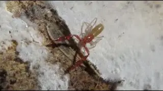 カニムシ見つけました。