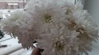 ЛЮБИМЫЙ КАЛИНИНГРАД. МОИ ЛЮБИМЫЕ ЦВЕТЫ ХРИЗАНТЕМЫ, которые стоят на лоджии  29 ДНЕЙ