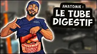 ANATOMIE : L’APPAREIL DIGESTIF 🍖