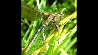 Damselfly Eating Mayfly