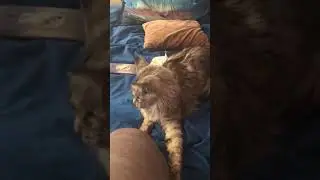 Кошка делает кусь / funny cat