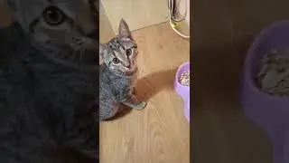 Моя Кошка-Собака. Выдержка Перед Едой.