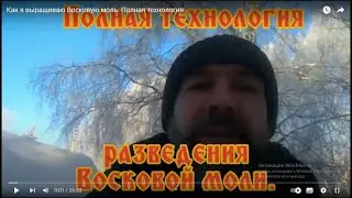 Как я выращиваю Восковую моль. Полная технология.