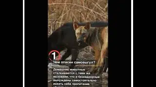 Принят закон запрещающий самовыгул домашних животных!