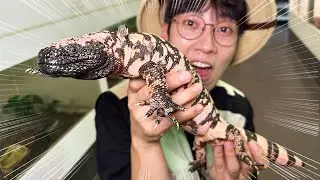 1마리 천만원? 엄청난 도마뱀을 만났습니다! 밀림파충류샵 방문기~