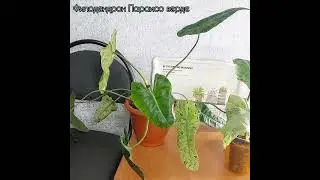 Вот это детка! Окрас всё лучше и лучше🌿 