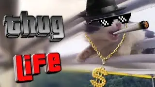 Unexpected Thug Life Cat
