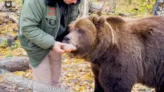 Уже традиционный тульский медовый мишка для Мансурки 🐻😋/Bear Mansur