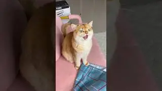Nika loves the spinning cat meme 