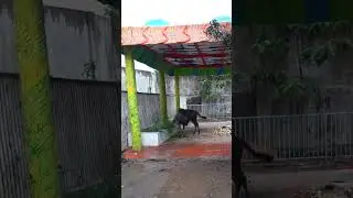 Blue Wildebeest #pets #buffalo