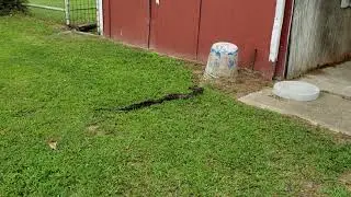 Snake porn