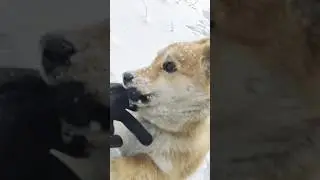 Пулька и снег👍❄️😅