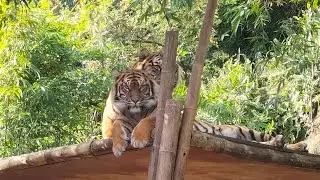 Beauty of Taronga Zoo, Sydney, Australia
