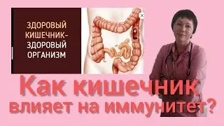 Как кишечник влияет на иммунитет?