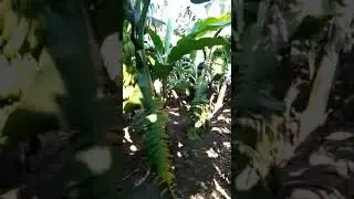 kbhi jirha hu kbhi mrr rha hu