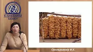 Хранение кукурузы Лекция 7