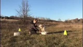 Внутрь тазика