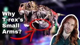 Why Did T-Rex Have Such Small Arms?